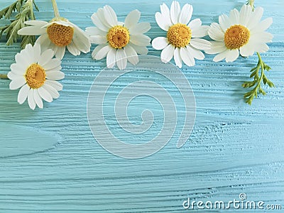 Chamomile flower border on a blue background season bouquet Stock Photo