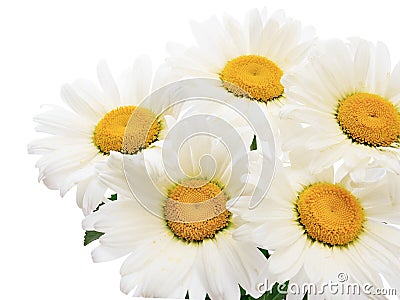 Chamomile flower bouquet Stock Photo