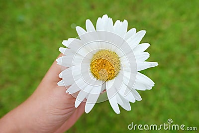 Chamomile flower close up top view Stock Photo