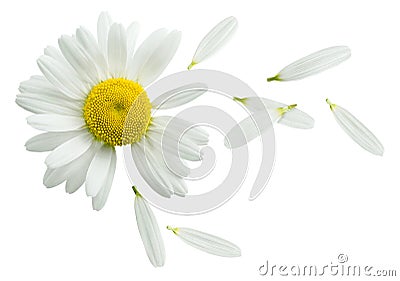 Chamomile flower flying petals isolated on white background Stock Photo