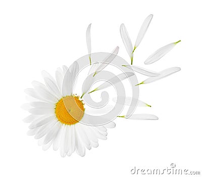 Chamomile flower with flying petals on white background Stock Photo