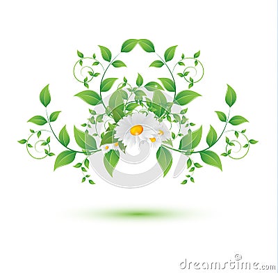 Chamomile flower and green leaves Vector Illustration