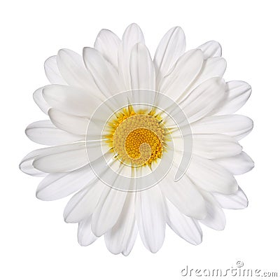 Chamomile flower isolated on white. Daisy. Stock Photo