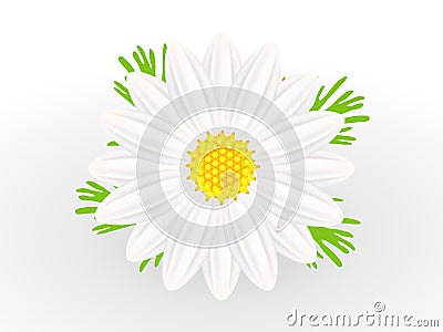 Chamomile flower with leaves on white background. Vector Illustration