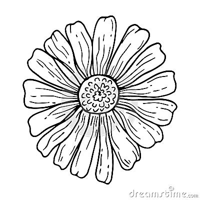 Chamomile flower line art botanical illustration. Black outline herb for tea drawing. Vector Illustration