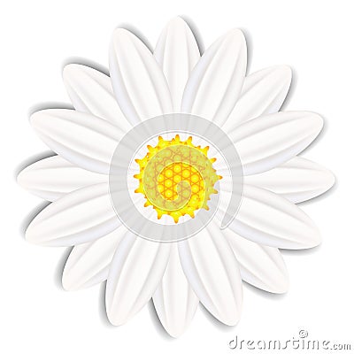 Chamomile flower on white background. Vector Illustration