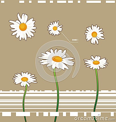 Chamomile flowers Vector Illustration