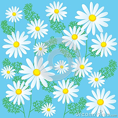 Chamomile Flowers On A Blue Background. Seamless Vector Illustrations. Chamomile Flowers For Sale. Vector Illustration