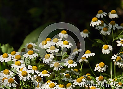 Save ecology chamomile flowers at the early morning with different kind of insects Stock Photo