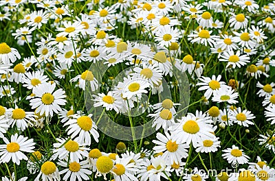 Chamomile flowers field. Beautiful blooming medical roman chamomiles. Herbal medicine, aromatherapy concept. Stock Photo