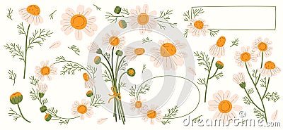 Chamomile flowers flat illustrations set. Steam, bud and petal of daisy. Bouquet of wildflowers Vector Illustration