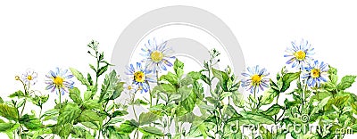 Chamomile flowers, green grass. Seamless border with camomile plants. Watercolor Stock Photo