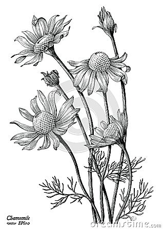Chamomile flowers hand draw vintage clip art isolated on white b Vector Illustration