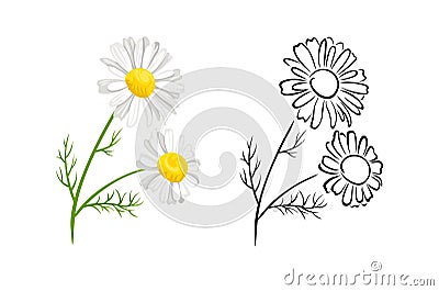 Chamomile flowers isolated on white background. Vector color illustration of blooming daisy Vector Illustration