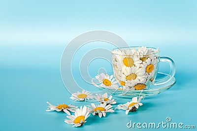 Chamomile flowers in transparent glass cup on saucer on blue background. Crearive concept natural chamomile tea, herbal medicie to Stock Photo