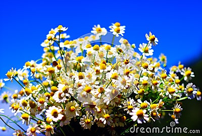 Chamomile fresh natural herbal plant bouquet Stock Photo
