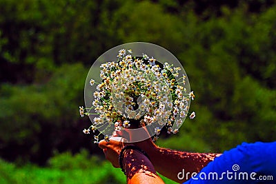 Chamomile fresh natural herbal plant bouquet Stock Photo