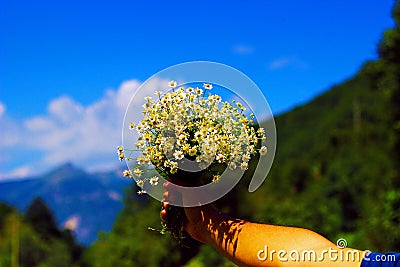 Chamomile fresh natural herbal plant bouquet Stock Photo