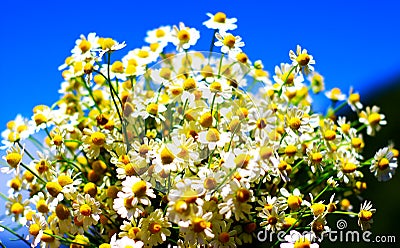 Chamomile fresh natural herbal plant bouquet Stock Photo