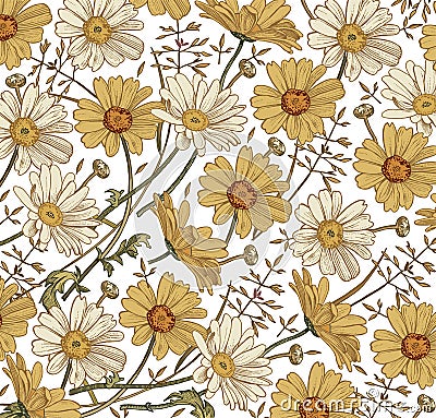 Chamomile Grass Wildflowers vector. Drawing, engraving. Beautiful vintage background blooming white yellow realistic flowers. Vector Illustration