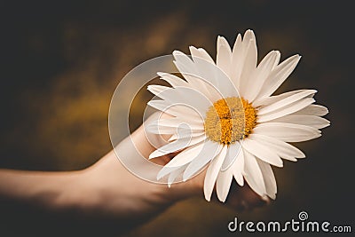 Chamomile in the hands of a girl, tinted photo Stock Photo