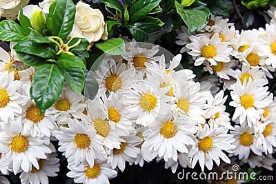 Chamomile is a powerful flower that gives us nature for different medicinal and aesthetic purposes. Stock Photo