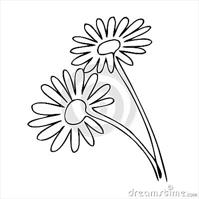Chamomile icon isolated on white background from brazilian carnival collection. Vector Illustration