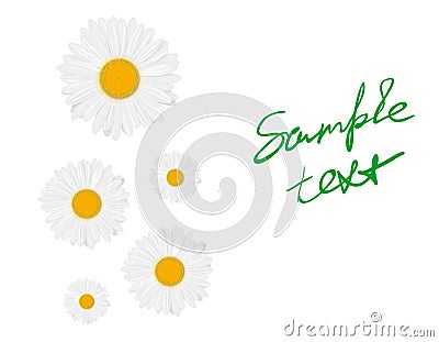 Chamomile Vector Illustration