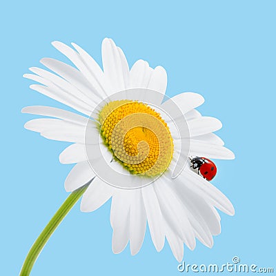 Chamomile and ladybird on blue. Daisy and ladybird. Sum Stock Photo