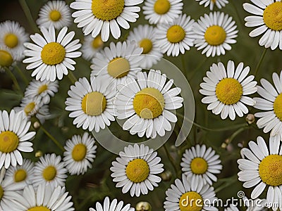 Chamomile (Matricaria chamomilla) Stock Photo