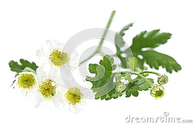 Chamomile Matricaria chamomilla Stock Photo