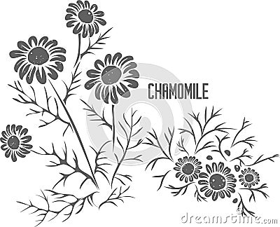 Chamomile officinalis vector illustration Vector Illustration