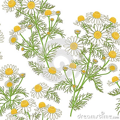 Chamomile Pattern on White. Vector Illustration