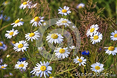 chamomile ( rumian) asteroideae Stock Photo