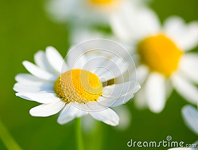 Chamomile selective focus Stock Photo