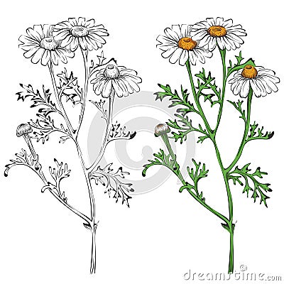 Chamomile silhouette and colorful isolated on white background Vector Illustration