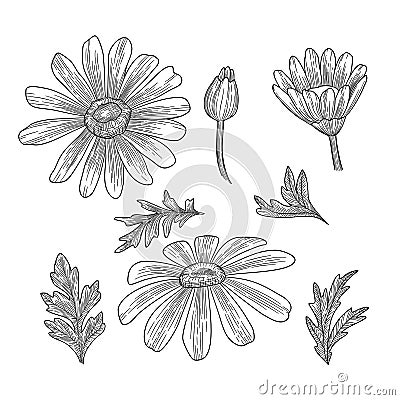 Chamomile silhouette hand drawn isolated on white background. Blossom nature floral, vector illustration Vector Illustration