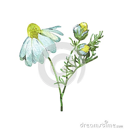 Chamomile stem on white Cartoon Illustration