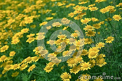 Chamomile tinctoria (Anthemis tinctoria) Stock Photo