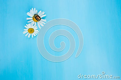 Chamomile Stock Photo