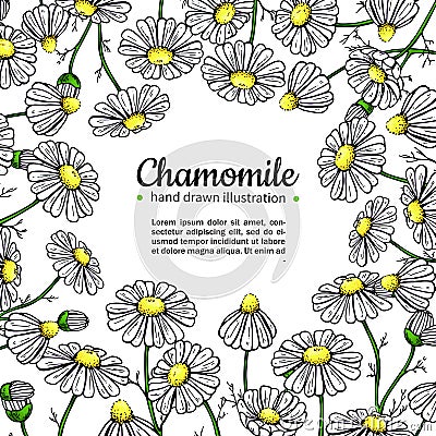 Chamomile vector drawing frame. Isolated daisy wild flower and leaves. Herbal artistic style illustration. Vector Illustration