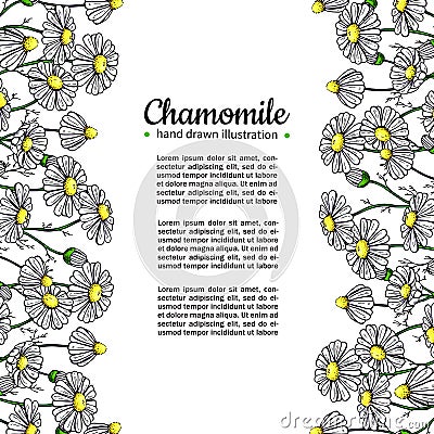 Chamomile vector drawing frame. Isolated daisy wild flower and leaves. Herbal artistic style illustration. Vector Illustration