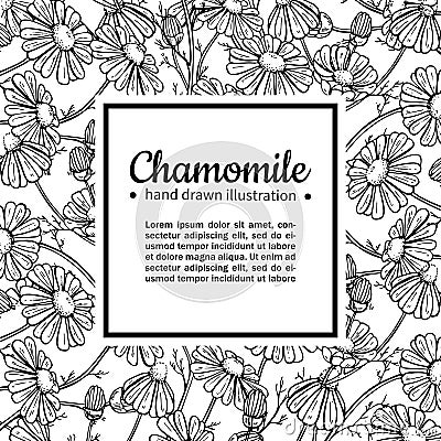 Chamomile vector drawing frame. Isolated daisy wild flower and leaves. Herbal engraved style illustration. Vector Illustration