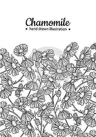 Chamomile vector drawing frame. Isolated daisy wild flower and leaves. Herbal engraved style illustration. Vector Illustration