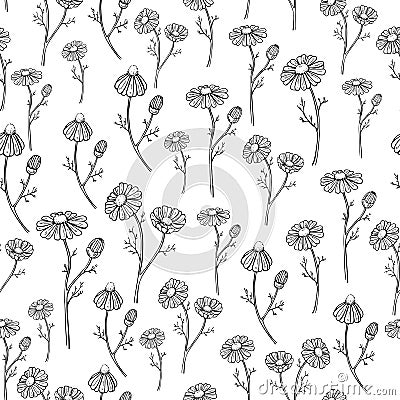 Chamomile vector drawing seamless pattern. Isolated daisy wild flower and leaves background. Herbal engraved Vector Illustration