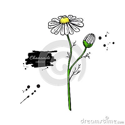 Chamomile vector drawing set. Isolated daisy wild flower and leaves. Herbal engraved style illustration. Vector Illustration