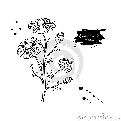 Chamomile vector drawing set. Isolated daisy wild flower and leaves. Herbal engraved style illustration. Vector Illustration