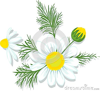 Chamomile Vector Illustration Isolated on White Vector Illustration