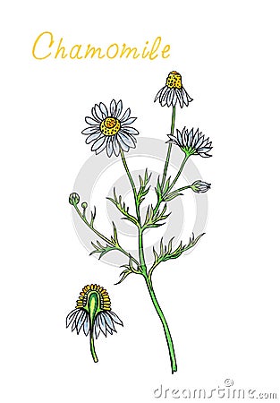 Chamomile, watercolor painting and liner isolated on white background. Cartoon Illustration