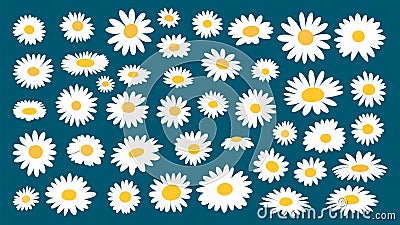Chamomile white flat flowers collection. Daisy bouquet, isolated flower on blue background. Decorative nature floral Vector Illustration